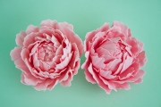 Cách làm hoa Peony bằng gumpaste